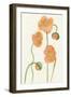 Petite Fleur III-Alicia Ludwig-Framed Art Print