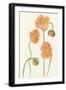 Petite Fleur III-Alicia Ludwig-Framed Art Print