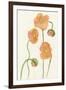 Petite Fleur III-Alicia Ludwig-Framed Art Print