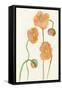 Petite Fleur III-Alicia Ludwig-Framed Stretched Canvas