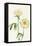 Petite Fleur V-Alicia Ludwig-Framed Stretched Canvas