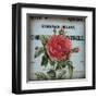 Petite Rose II-Sabine Berg-Framed Art Print