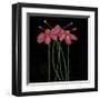 Petite Rose-Jocelyne Anderson-Tapp-Framed Giclee Print