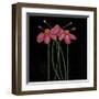 Petite Rose-Jocelyne Anderson-Tapp-Framed Giclee Print