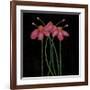 Petite Rose-Jocelyne Anderson-Tapp-Framed Giclee Print