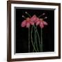 Petite Rose-Jocelyne Anderson-Tapp-Framed Giclee Print