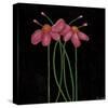 Petite Rose-Jocelyne Anderson-Tapp-Stretched Canvas