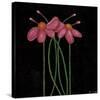 Petite Rose-Jocelyne Anderson-Tapp-Stretched Canvas