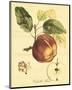 Petite Tuscan Fruits I-null-Mounted Art Print