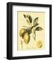 Petite Tuscan Fruits II-null-Framed Art Print