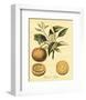 Petite Tuscan Fruits III-null-Framed Art Print
