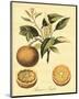 Petite Tuscan Fruits III-null-Mounted Art Print