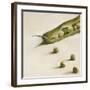 Petits pois, c.2006-Nathalie Clement-Framed Premium Giclee Print