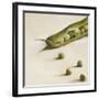 Petits pois, c.2006-Nathalie Clement-Framed Premium Giclee Print