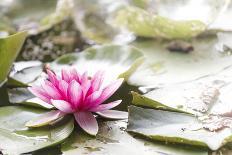 A White Water Lily Blossom-Petra Daisenberger-Photographic Print