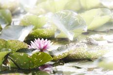 Leaves of Lotus Flowers with Water Droplets, Fascinating Water Plants in the Garden Pond-Petra Daisenberger-Photographic Print