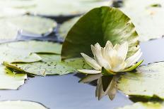 Leaves of Lotus Flowers with Water Droplets, Fascinating Water Plants in the Garden Pond-Petra Daisenberger-Photographic Print