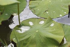 Leaves of Lotus Flowers with Water Droplets, Fascinating Water Plants in the Garden Pond-Petra Daisenberger-Photographic Print