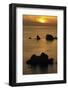 Petra Tou Romiou (Aphrodite's Rock) at Sunset, Pissouri Bay, Near Paphos, Cyprus, March 2009-Lilja-Framed Photographic Print