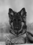 Domestic Dog, German Shepherd Alsatian Juvenile. 5 Months Old, Chewing on Rawhide Bone-Petra Wegner-Photographic Print