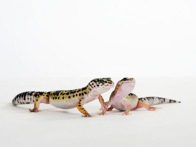 Pair of Leopard Geckos