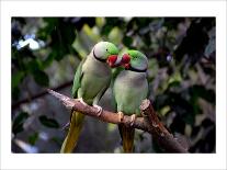 Parrot Love-Petra Wels-Giclee Print