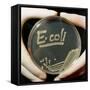 Petri Dish Culture of E.coli Bacteria-Dr. Jeremy Burgess-Framed Stretched Canvas