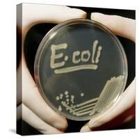 Petri Dish Culture of E.coli Bacteria-Dr. Jeremy Burgess-Stretched Canvas