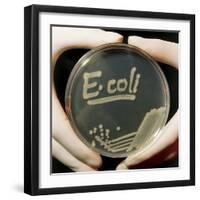 Petri Dish Culture of E.coli Bacteria-Dr. Jeremy Burgess-Framed Premium Photographic Print