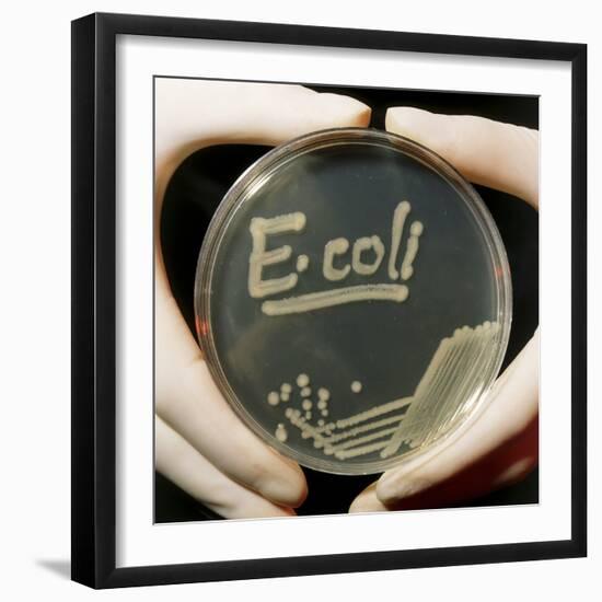 Petri Dish Culture of E.coli Bacteria-Dr. Jeremy Burgess-Framed Premium Photographic Print