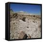 Petrified Forest, Arizona, United States of America, North America-Tony Gervis-Framed Stretched Canvas