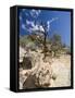 Petrified Forest State Park, Escalante, Utah, USA-Diane Johnson-Framed Stretched Canvas