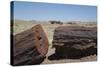 Petrified Logs from the Late Triassic Period-Richard Maschmeyer-Stretched Canvas