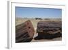 Petrified Logs from the Late Triassic Period-Richard Maschmeyer-Framed Photographic Print