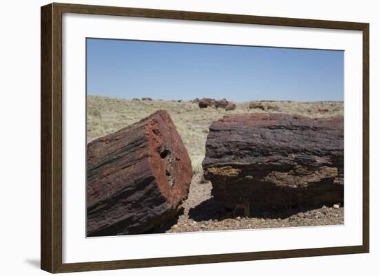 Petrified Logs from the Late Triassic Period-Richard Maschmeyer-Framed Photographic Print