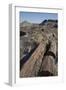 Petrified Logs from the Late Triassic Period-Richard Maschmeyer-Framed Photographic Print