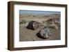 Petrified Logs from the Late Triassic Period-Richard Maschmeyer-Framed Photographic Print