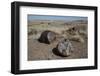 Petrified Logs from the Late Triassic Period-Richard Maschmeyer-Framed Photographic Print