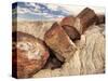 Petrified Logs-Joe McDonald-Stretched Canvas