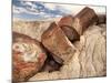 Petrified Logs-Joe McDonald-Mounted Photographic Print