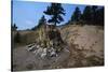 Petrified Redwood in Florissant Fossil Beds National Monument-W. Perry Conway-Stretched Canvas