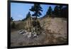 Petrified Redwood in Florissant Fossil Beds National Monument-W. Perry Conway-Framed Photographic Print