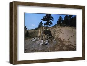 Petrified Redwood in Florissant Fossil Beds National Monument-W. Perry Conway-Framed Photographic Print