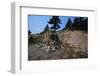 Petrified Redwood in Florissant Fossil Beds National Monument-W. Perry Conway-Framed Photographic Print