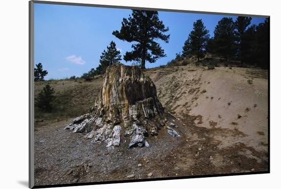 Petrified Redwood in Florissant Fossil Beds National Monument-W. Perry Conway-Mounted Photographic Print