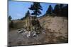 Petrified Redwood in Florissant Fossil Beds National Monument-W. Perry Conway-Mounted Photographic Print