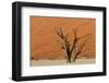 Petrified Tree in Front of an Orange Sand Dune-Circumnavigation-Framed Photographic Print