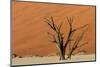 Petrified Tree in Front of an Orange Sand Dune-Circumnavigation-Mounted Photographic Print