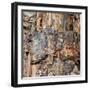 Petrified tree, Yellowstone National Park, Wyoming, USA-Roddy Scheer-Framed Photographic Print