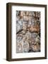 Petrified tree, Yellowstone National Park, Wyoming, USA-Roddy Scheer-Framed Photographic Print